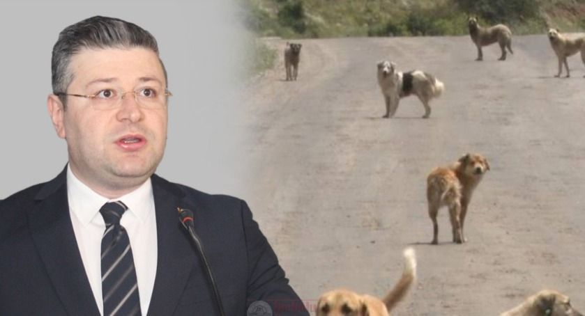 Kastamonu'da Kaymakam: ‘Başıboş köpek kalmayacak!’;