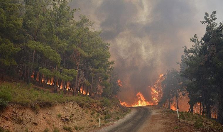 Kastamonu'nun en büyük yangınının yaşandığı alan, yeniden doğuyor...;