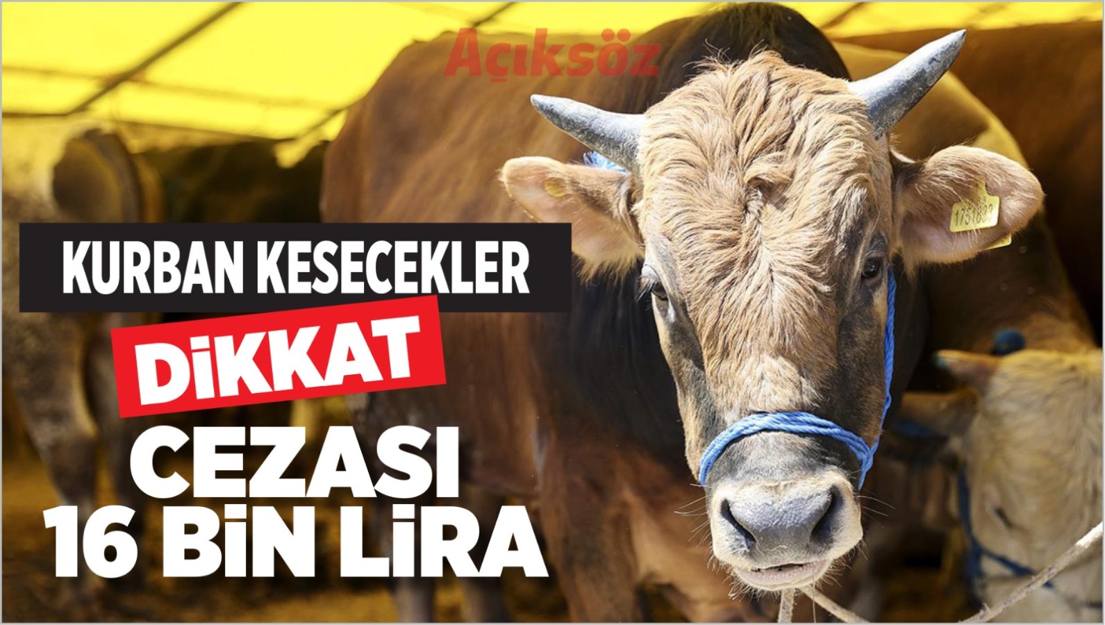 Kurban kesecekler dikkat!.. Cezası 16 bin lira