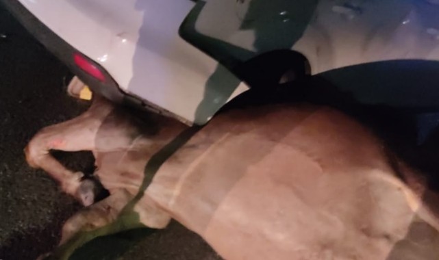 Büyükbaş hayvana çarpan otomobilin sürücüsü yaralandı