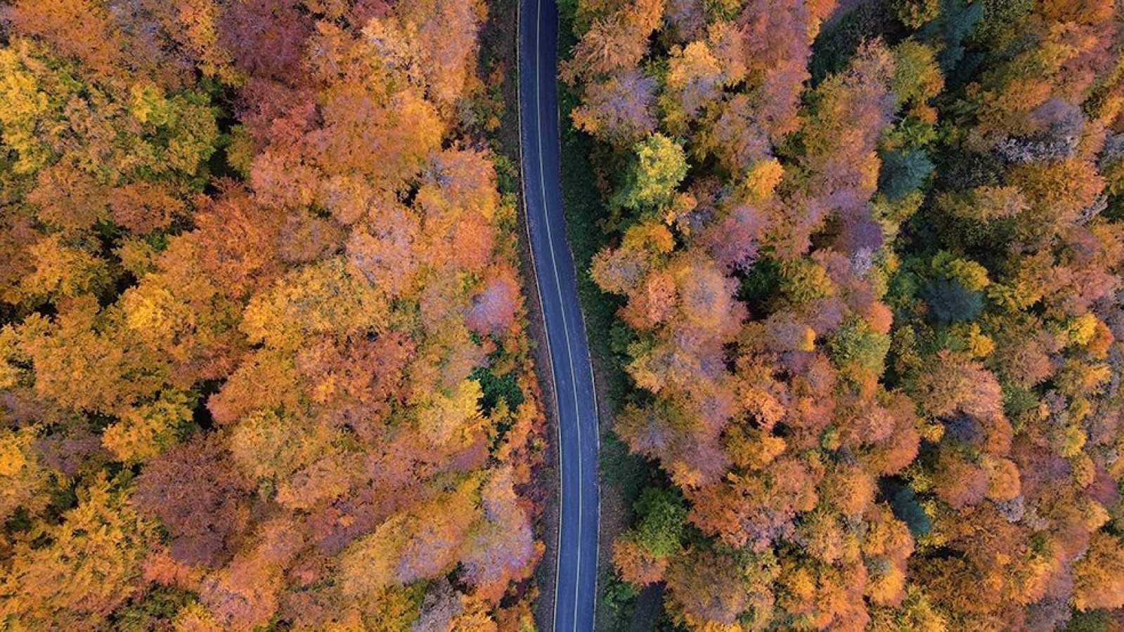 Kastamonu ormanları, sonbaharın tüm güzellikleriyle kaplandı