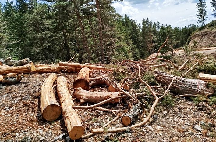 Ilgaz’da ‘ağaç katliamı’ iddiası!..