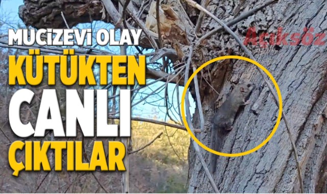 Kastamonu'da mucizevi olay!.. Kütükten canlı çıktılar