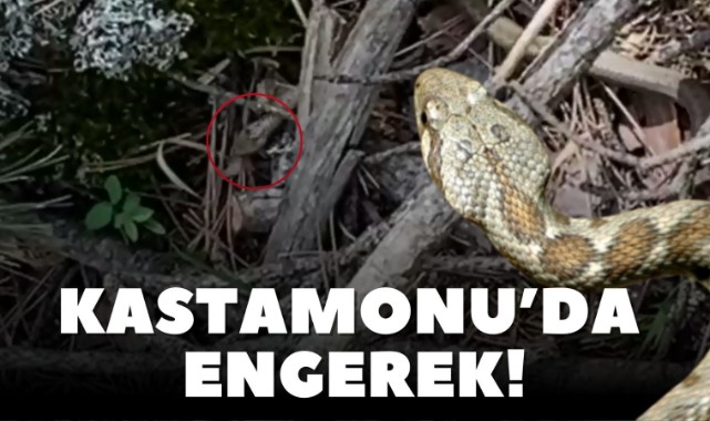 Kastamonu'da engerek yılanı! Üçgen başlı