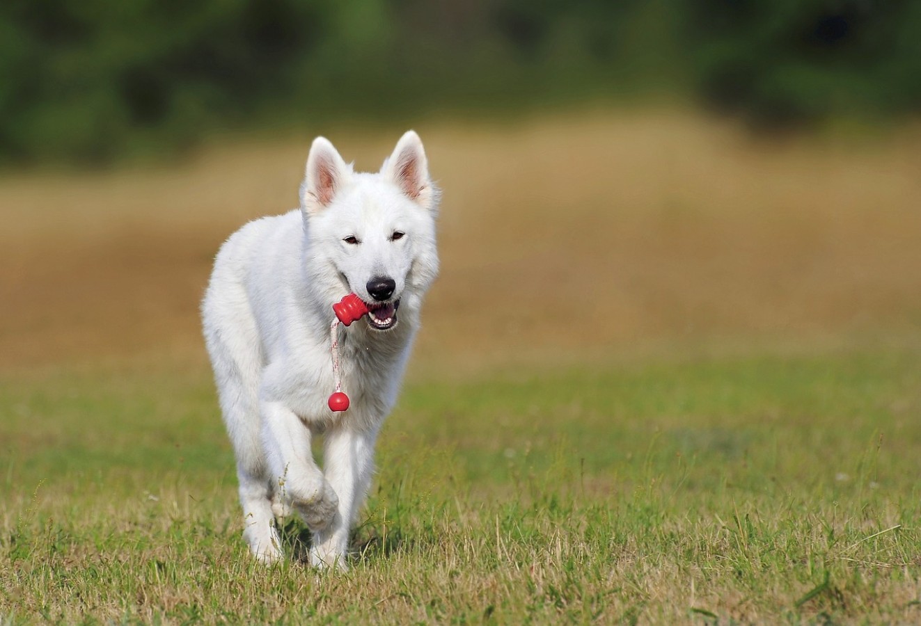 Orta Asya Çoban Köpeği (Alabai Köpek) Irk Bilgileri ve Özellikleri
