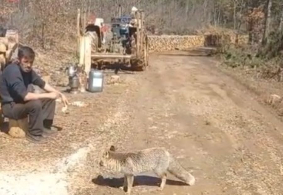 Kastamonulu 'kızgın damat' tilki dostuyla gündemde!;