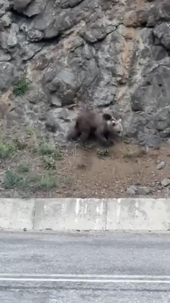 Kastamonu'da "ayı" şantiyeye girdi;