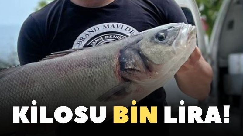 Kastamonu'da yakalandı; kilosu bin liraya satıldı!;