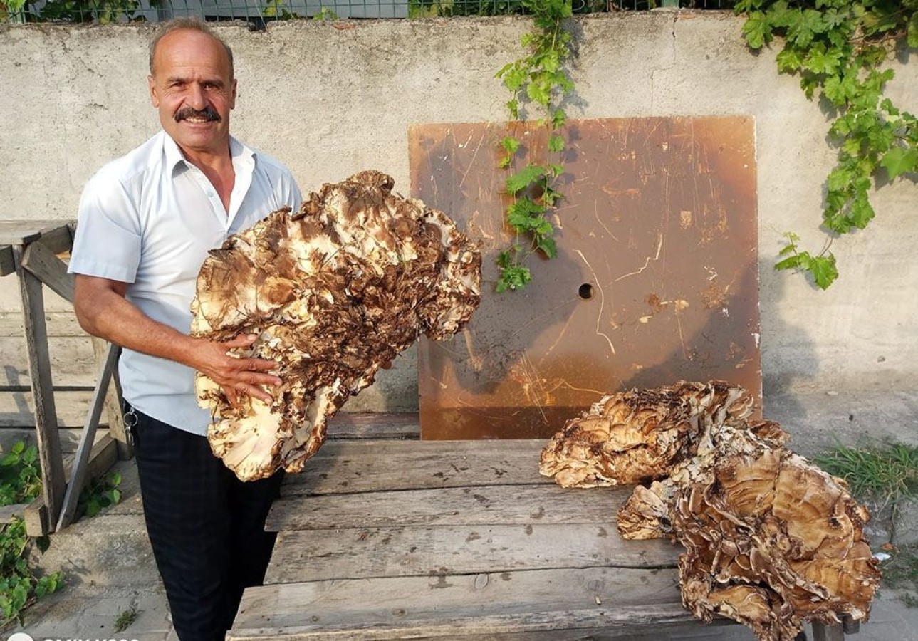 Kastamonu’da dev mantar, rekor fiyata alıcı buldu;