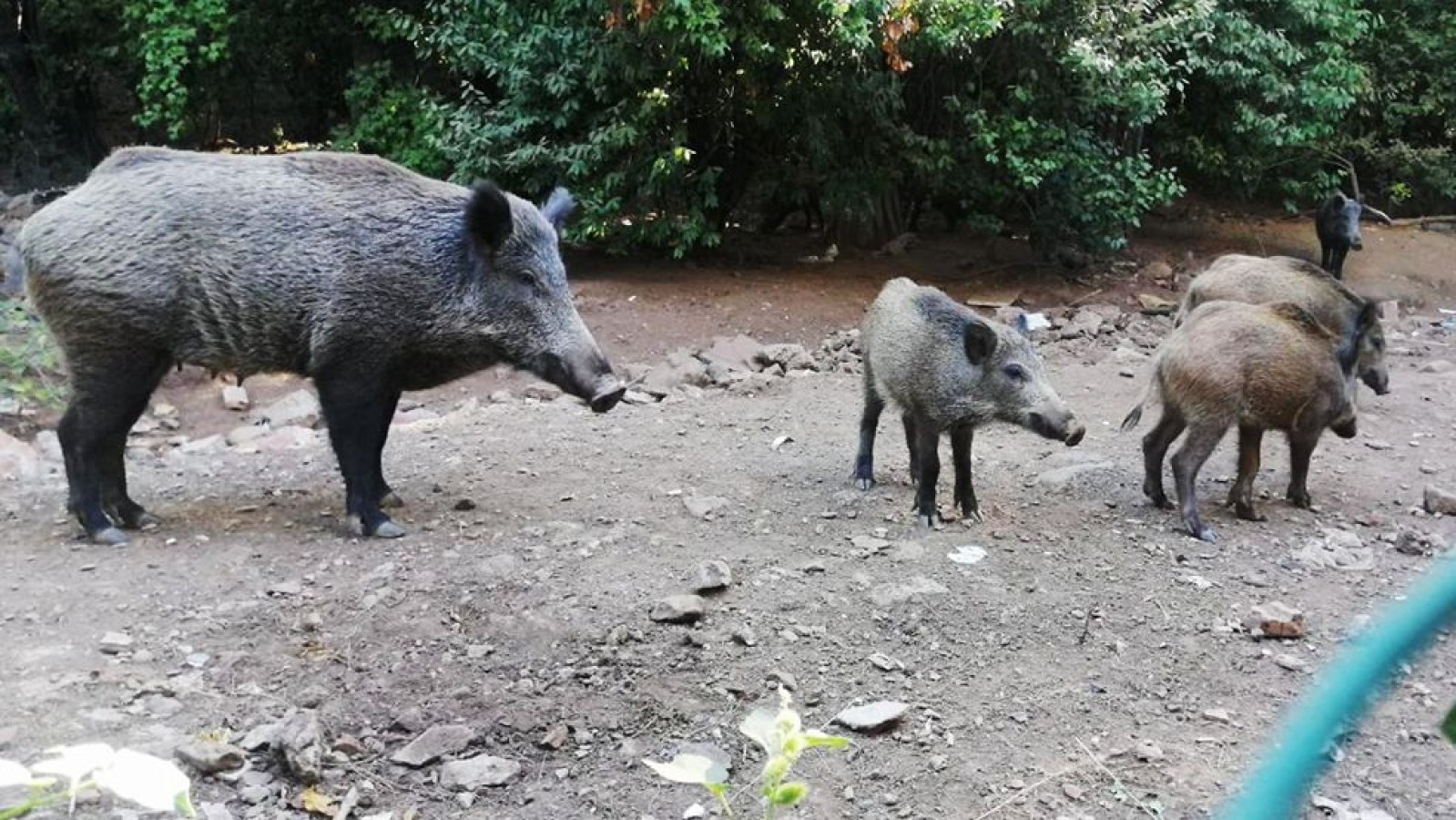 Kastamonu köylüsünün derdi bitmiyor!.. Tarlaya gidemez oldular;